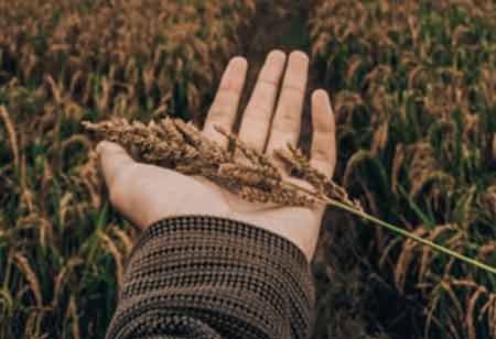 Innovative Approaches Setting New Benchmarks in Cannabis Extraction