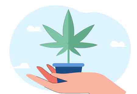 Common Mistakes in Cannabis Distribution