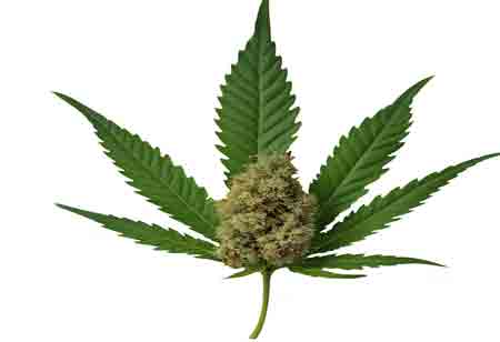 Emerging Innovations in Cannabis Extraction Methods