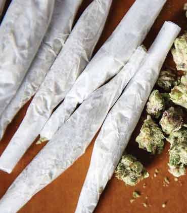 Chris Dyla, Tip Top Crop | Agri Business Review | Top Cannabis Handrolls Product