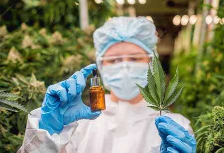 CBD Flower as Canada's Catalyst for Cannabis Market Maturity