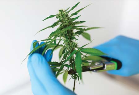 Strategic Governance for Cannabis Enterprises in a High-Stakes Landscape