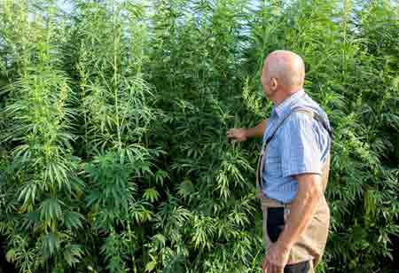 The Rise of Greenhouse Microproducers: Craft Cannabis in a Controlled Climate