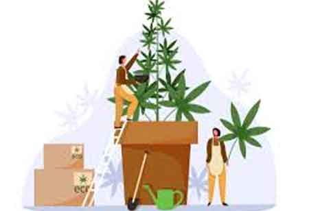 The Future of the Cannabis Business