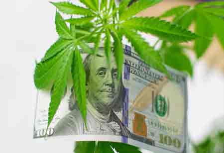 Cannabis' Rise in the Legal Global Market