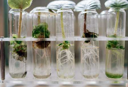 The Rise of Greenhouse Microproducers: Craft Cannabis in a Controlled Climate