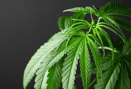 The Costs of Starting a Cannabis Business