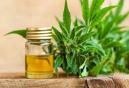 Cannabis Business Insights
