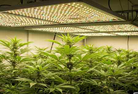 The Commercial Ascent of Under Canopy Lighting in Cannabis
