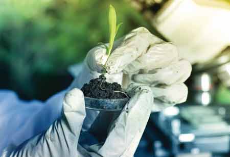 Risks Involved in Marijuana Investment